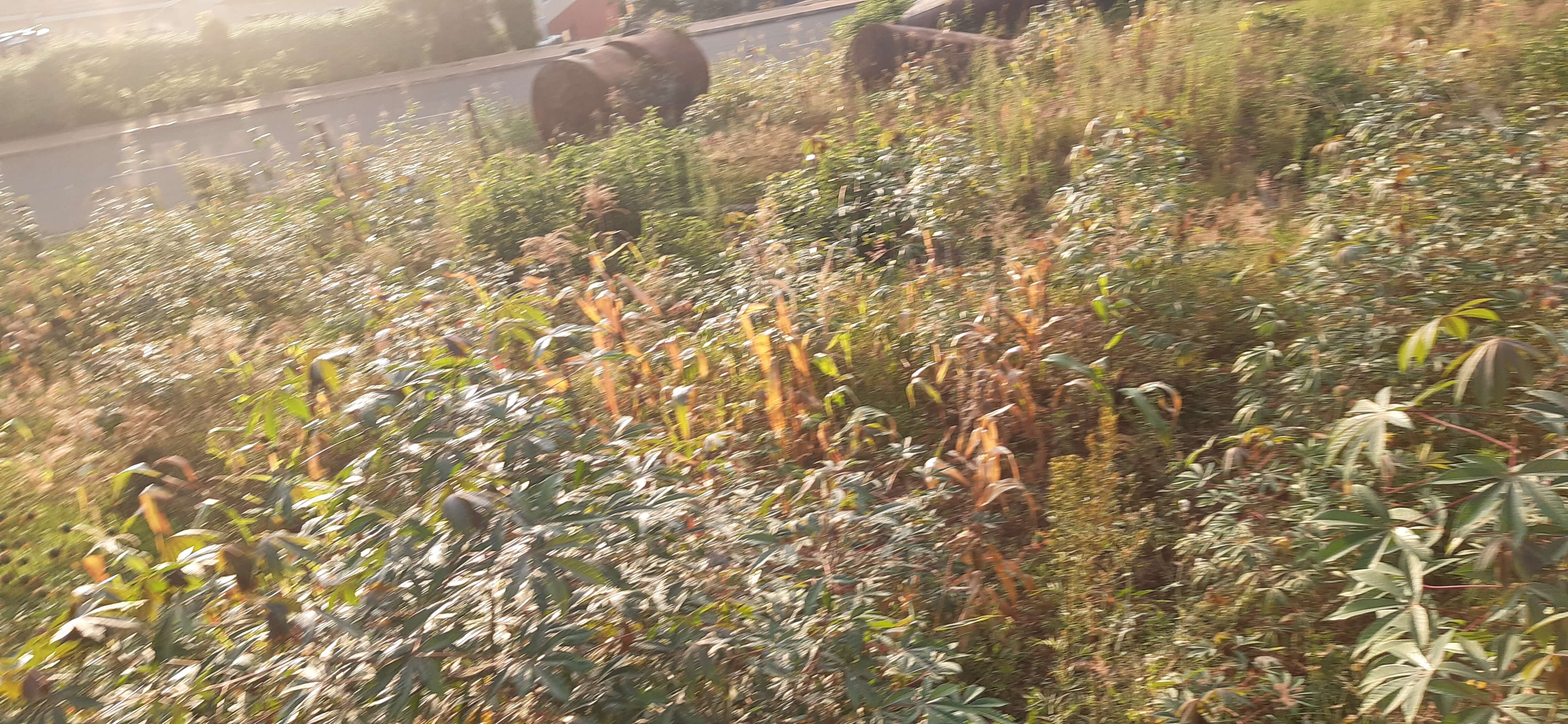 Plot for sale in Nyarutarama Kigali Rwanda — for sale in Nyarutarama Kigali Rwanda